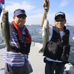 Chase（チェイス） 釣果