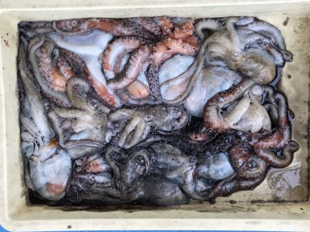 ヤザワ渡船 釣果