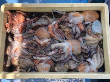 ヤザワ渡船 釣果