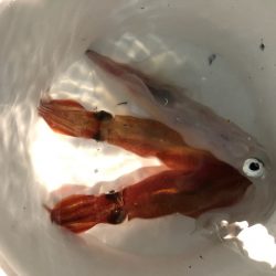 第二八坂丸 釣果