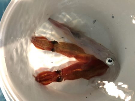 第二八坂丸 釣果