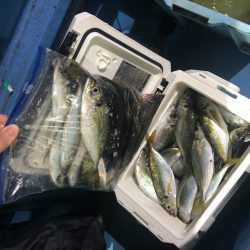 ヤザワ渡船 釣果
