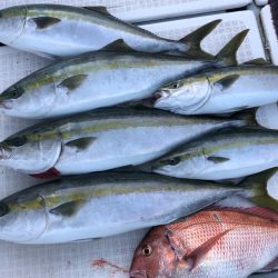 エムズジャーク(M’s JERK) 釣果