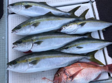 エムズジャーク(M’s JERK) 釣果