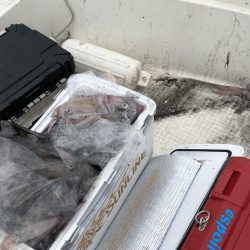 「LaGooN」蒼陽丸 日和号 釣果