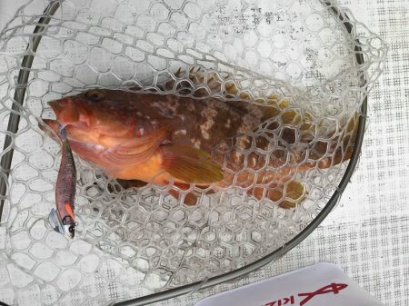 「LaGooN」蒼陽丸 日和号　 釣果