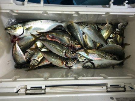 ヤザワ渡船 釣果