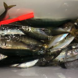 ヤザワ渡船 釣果
