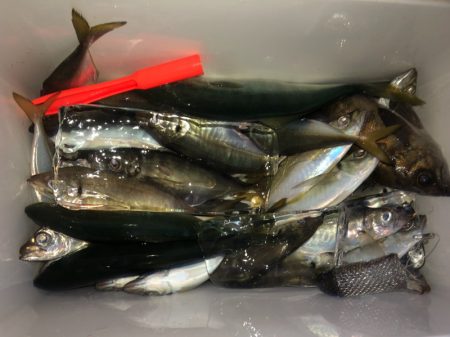 ヤザワ渡船 釣果