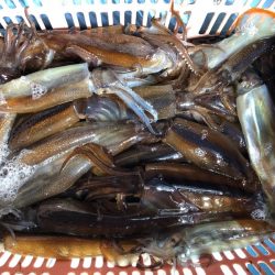 第二八坂丸 釣果