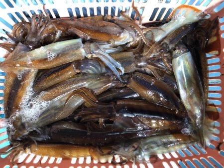 第二八坂丸 釣果