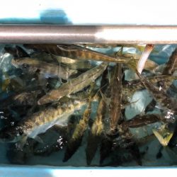 第二八坂丸 釣果