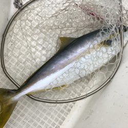 「LaGooN」蒼陽丸 日和号 釣果