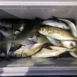 ヤザワ渡船 釣果