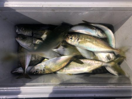 ヤザワ渡船 釣果