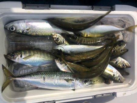 ヤザワ渡船 釣果