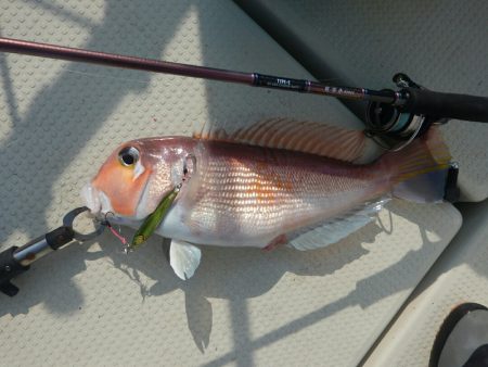 きずなまりん 釣果