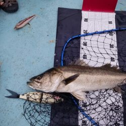 アマテラス 釣果