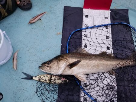 アマテラス 釣果