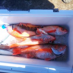 ブルドック 釣果