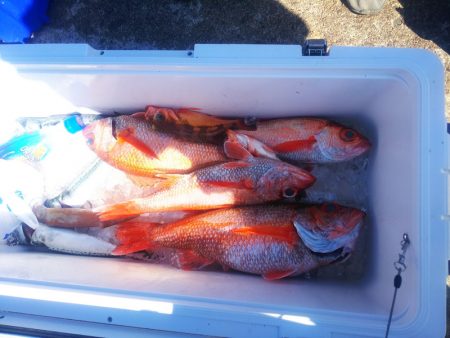 ブルドック 釣果