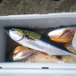 ブルドック 釣果