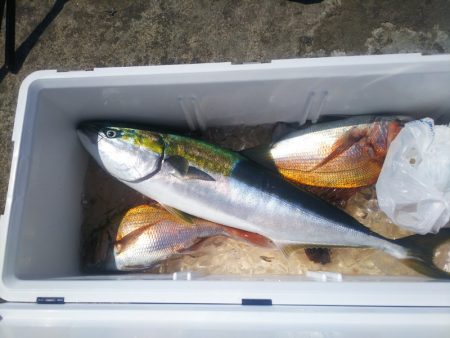 ブルドック 釣果