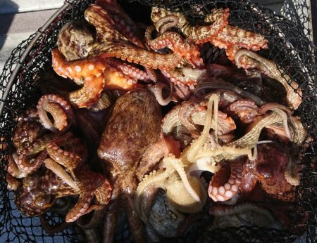 遊漁船　家入 釣果