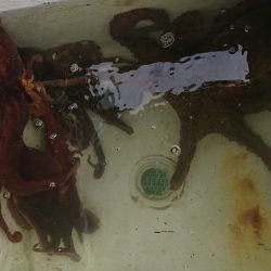 遊漁船 家入 釣果