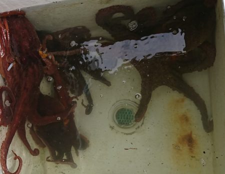 遊漁船 家入 釣果