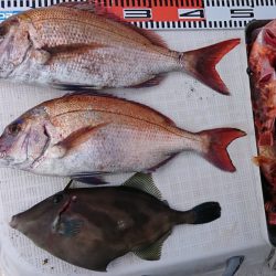 遊漁船 家入 釣果