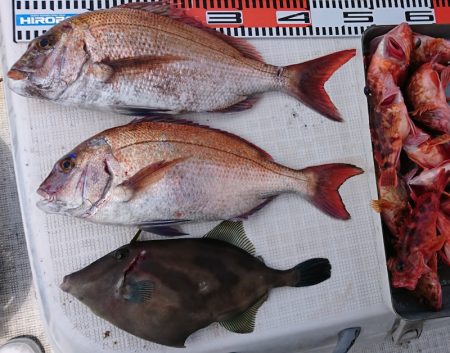 遊漁船 家入 釣果