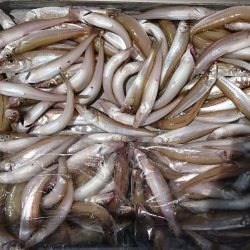 遊漁船 家入 釣果