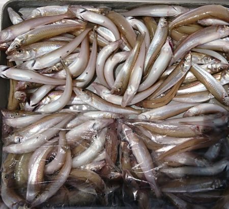 遊漁船 家入 釣果