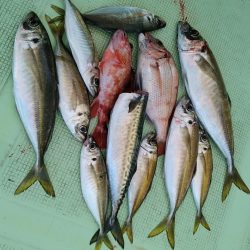 小島丸 釣果