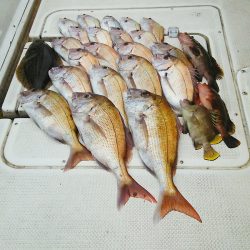 マリンガイド福丸 釣果