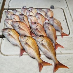 マリンガイド福丸 釣果