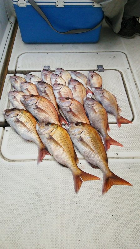 マリンガイド福丸 釣果