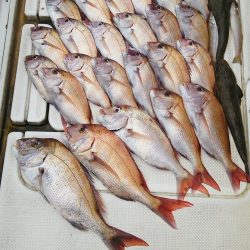 マリンガイド福丸 釣果