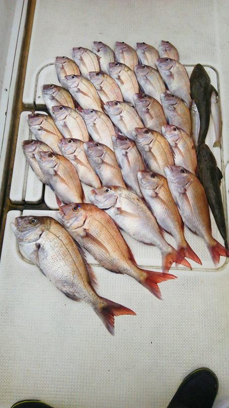 マリンガイド福丸 釣果