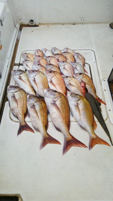 マリンガイド福丸 釣果