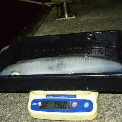 South Current 釣果