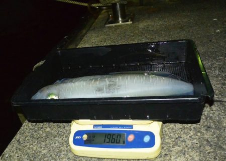 South Current 釣果