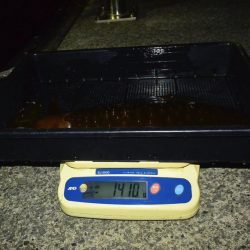 South Current 釣果