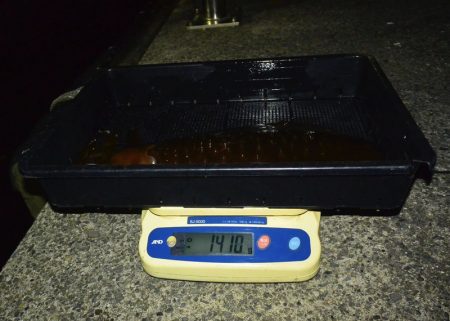 South Current 釣果