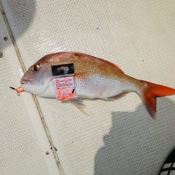 マリンガイド福丸 釣果