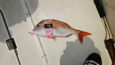 マリンガイド福丸 釣果