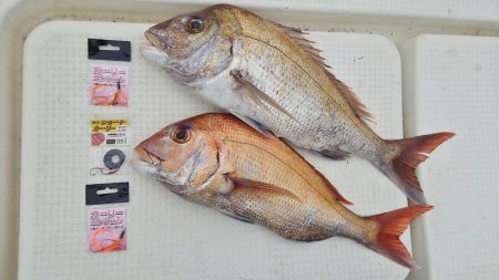 マリンガイド福丸 釣果