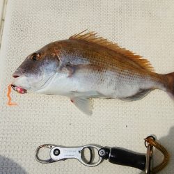 マリンガイド福丸 釣果