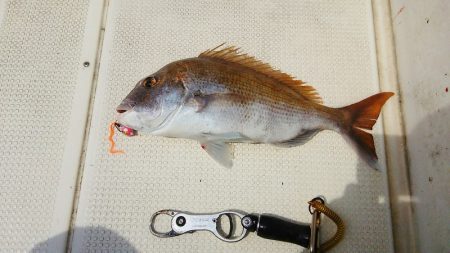 マリンガイド福丸 釣果